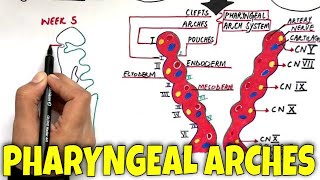 Pharyngeal Arches and its Derivatives  MASTER it in 7 minutes [upl. by Trici]