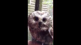 Nod the adorable sawwhet owl blinks [upl. by Rockwood]