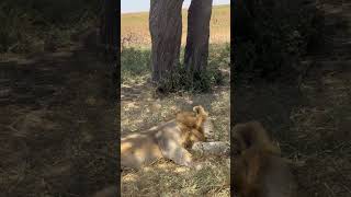 Beautiful Tanzania Serengeti National Park animals wildlife lion [upl. by Aisatna911]