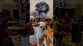 Best Dod part 1 short viral funny dog trend like subscribe [upl. by Formica]