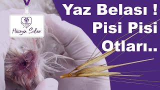 Yaz Belası Pisi Pisi Otları  Pisi pisi otu nasıl çıkarılır [upl. by Garlanda]