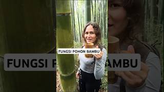 FUNGSI POHON BAMBU JIKA DIHUTAN shorts survival [upl. by Gary]