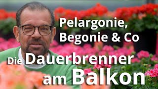 Pelargonie Begonie Buntnessel amp Co  Die DAUERBRENNER für deinen Balkon [upl. by Aleacim]