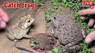 🐸Boing boing catching froggy funny  catch frogs make you laugh  catch frogs for fun part0006 [upl. by Trudy724]