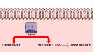 Antiplatelet drug animation Clopidogrel [upl. by Radmilla966]