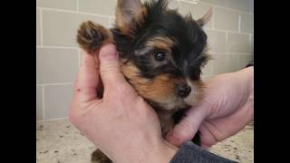 MORKIE  YORKIE Short Instructional Video for New Puppy Owner [upl. by Louie978]