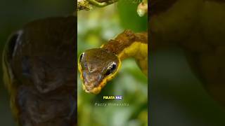 Snake Caterpillar Hemeroplanes triptolemus  shorts by FactyHimanshu [upl. by Noral]