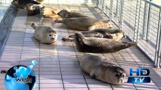 Fuertes tormentas en el mar de frisia arrastraron cientos de focas bebés al norte de Holanda [upl. by Anaira]