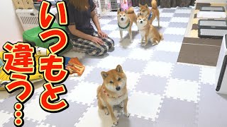 キャンプから帰って来た翌朝、キャンプロスになりかけている柴犬達に戸惑いました・・・ [upl. by Kosey]