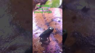 Phyllobates ‘Mint’ babies are growing up so fast animal animals frog plant terrarium frogs [upl. by Demetria]