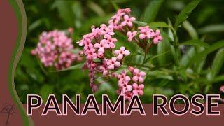 What is PANAMA ROSE All About Rondeletia leucophylla 🌺🌺🌺 [upl. by Jecoa]