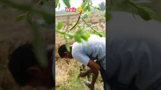 বুদ্ধি বাড়াতে ব্রাহ্মী শাকের রেসিপি।। brahmi shak shortsMini vlogs shorts ytshorts minivlog [upl. by Onofredo764]