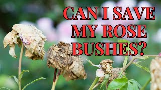 Transplanting Roses With One Foot In The GRAVE 😬  Summer Gardening  Saving Rose Bushes [upl. by Ocsicnarf]