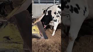 Cows are So Curious farming holsteins compost pack [upl. by Alleram505]