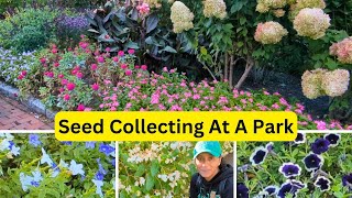 Collecting Petunia Begonia Browallia Seeds [upl. by O'Donnell408]