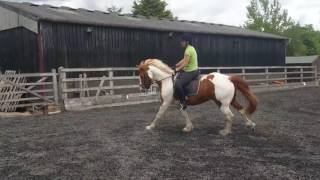 Canter Transition back to basics [upl. by Arrej]