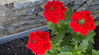 Verbena planta Como cuidarlas [upl. by Acinimod]