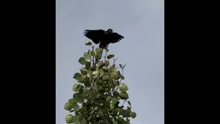 Common Grackle [upl. by Unni]