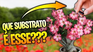 ✅IMPERDÍVEL Faça você mesmo o substrato ideal para sua ROSA DO DESERTO [upl. by Ahsaercal]