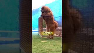 😱 Grizzly bear vs Tibetan mastiff  The only dog breed that can save you from Bear amazing animal [upl. by Dougall656]