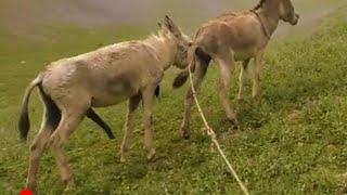 donkey mating 17  horse mating  horse breeding  donkey breeding  horses mating numberdar vlog [upl. by Ossie]