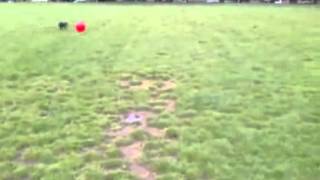 Playful Dog Launched Off Exercise Ball Video [upl. by Oniluap]