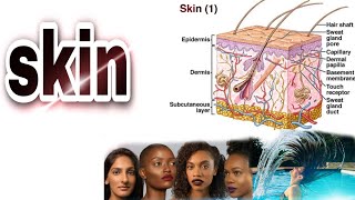 Anatomy of skin in Tamil [upl. by Gian]