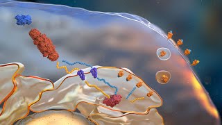 Antigen Processing and Presentation by Major Histocompatibility Complexes [upl. by Signe]