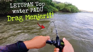 Sebarau Rakus Sambar Popper  LETUPAN Top Water Power [upl. by Bradly]