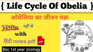 ओबेलिया का जीवन चक्र। life cycle of obelia। obelia। obelia bsc 1st year in hindi। obelia diagram [upl. by Buckingham386]