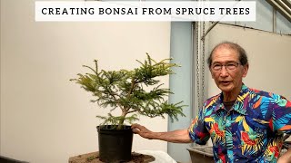 Creating bonsai From Spruce Trees [upl. by Lester]