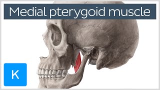 Medial Pterygoid Muscle Origin Insertion Function amp Nerve Supply  Anatomy  Kenhub [upl. by Coffin]