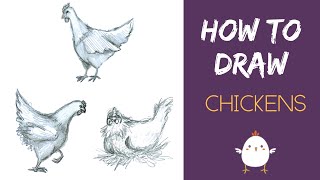 How to Draw Chickens  Chicken Sketch Tutorial [upl. by Moia249]