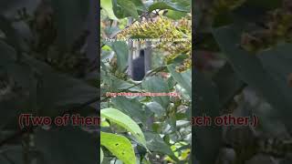 Gray Catbird subscribers canadawildbirding ontarionature birdspecies shorts shortsvideo bird [upl. by Marcelo]