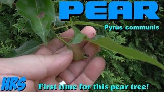 Pear tree  Pyrus communis  It is doing something it never did before 2018 [upl. by Odnalro]