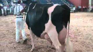 Eastern Fall National Holstein Show  Aged Cows [upl. by Lindemann]