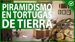 🐢 Piramidismo en Tortugas de Tierra  Causas Síntomas Tratamiento y Prevención 😷🐢 [upl. by Hen111]