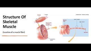 structure of skeletal muscle [upl. by Aihsinyt]