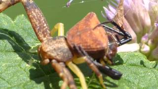 Pistius Crab Spiders in Love ガザミグモ♀♂（蜘蛛）の交接 [upl. by Edualc]