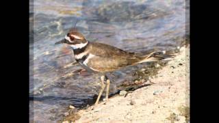 SaddleBrooke AZ Nature by HarryHikerPhoto1avi [upl. by Tinaret]