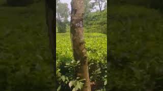 Inside of madhabpur lake tea garden [upl. by Paryavi372]