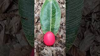 Finding some millipedes and egg millipede egg millipedes fypシ゚ [upl. by Carman635]