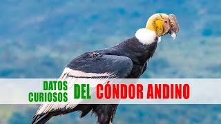 Cóndor andino Vultur gryphus  Datos curiosos de animales [upl. by Nailil614]