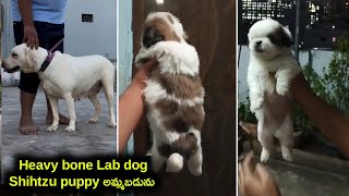 heavy bone lab dog Shihtzu puppy for sale in telugu9573086782 aj pets [upl. by Magnuson757]