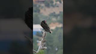 Turkey Vulture in the Hualapai Mountains  Wildlife in Northern Arizona [upl. by Kopans]