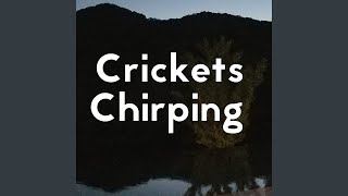 Sound Of Crickets Chirping At Night [upl. by Charlena]