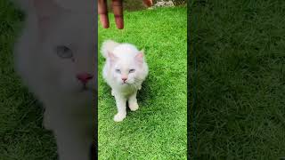 Zimba 🐱 music cat youtubeshorts viralshort kitten play [upl. by Sirap]