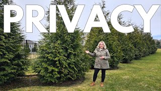 Top 2 Privacy Screen Trees Grow A Living Fence Green Giant vs Emerald Green Arborvitae Comparison [upl. by Neltiac147]