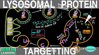 Protein Transport To Lysosome  Lysosomal Protein Targetting [upl. by Corabelle]