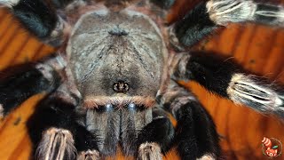 🕷 Tarántula brasileña roja y blanca Nhandu chromatus  Lo tiene todo🕷 [upl. by Thgiled807]